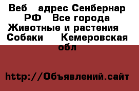 Веб – адрес Сенбернар.РФ - Все города Животные и растения » Собаки   . Кемеровская обл.